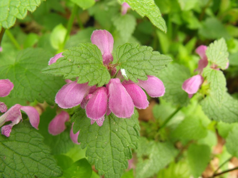 Lamiaceae da ID